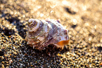 夏、キラキラ輝く浜辺と貝殻