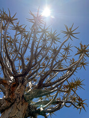 Quiver tree forest in Namibia Keetmanshoop. Wildlife, desert nature in Africa.