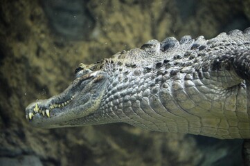 alligator in the zoo