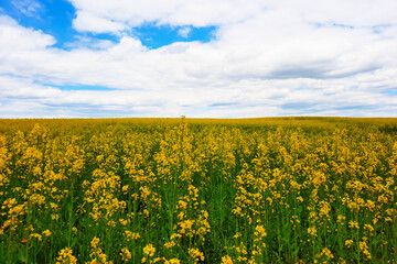 Obraz premium Brassica napus. Plant for green energy and oil industry, springtime golden flowering field. Golden field of flowering rapeseed with blue sky.