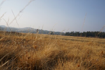 Obraz premium ヨセミテ国立公園 タイオガロード 草原 風景