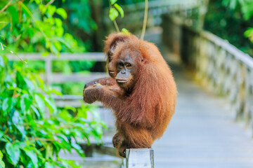 orangutans or pongo pygmaeus is the only asian great found on the island of Borneo and Sumatra