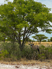 Oryx antelope in the wild. Safari in Africa, African savannah wildlife.