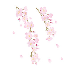桜　春　枝垂桜　花