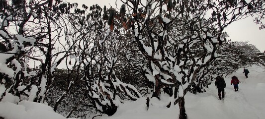 stone wall with tree