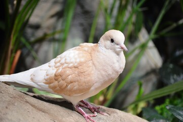 white dove in the park