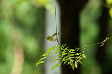 little bird on a twig, Japanese white-eye, beauties of nature