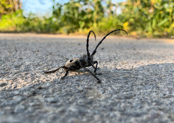 Morimus asper. Close up ivory colored longhorn beetle. 