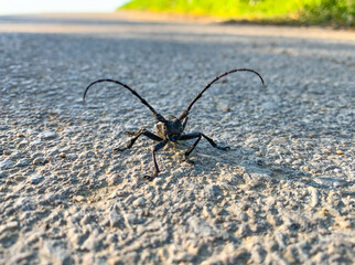 Close up frontal view of black longhorn beetle also known ad Morimus asper. 