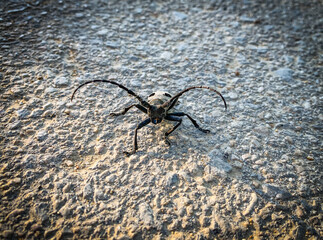 Big ivory colored beetle with long horns sitting in the road.