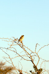 View of bird