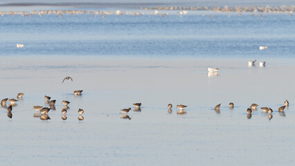 Großer Brachvogel im Watt Nordsee