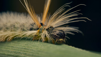 Details of a caterpillar with yellow hairs on a green grass.