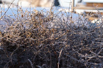 Frost on a shrub on a frosty morning