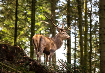 Deer in the forrest
