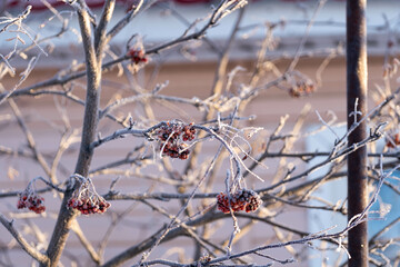 Rowan covered with frost on a frosty morning