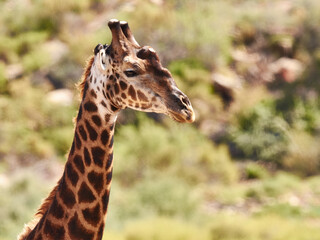 Being tall has its perks. Cropped shot of a giraffe in its natural habitat.