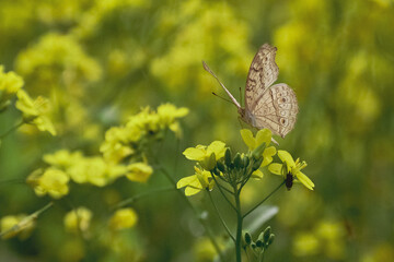butterfly on a yellow flower