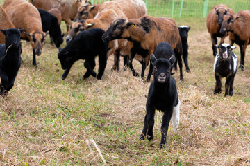 Bunte Lämmer der Kamerun Schafe