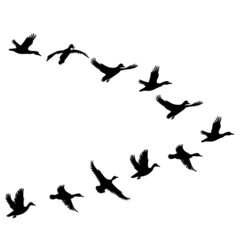 flying duck silhouette on white background, isolated vector