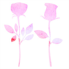 roses watercolor silhouette on white background, isolated vector