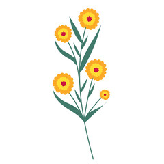 flower, flat design on white background, isolated vector