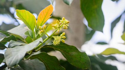 closeup view of avocado flower with leaves in the tree branch, also known as alligator pear or butter fruit, taken in natural background