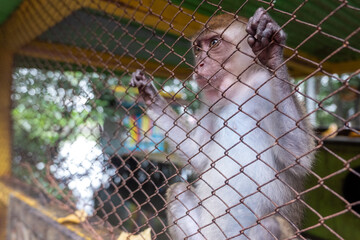 a baby monkey in a cage looks sad and alone