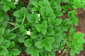 bushes of green flowering strawberries in the garden