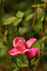 Fototapeta premium pink rose in garden