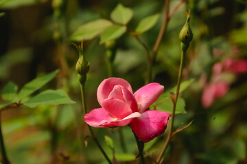 pink rose in the garden