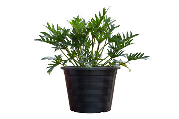 Philodendron xanadu Croat, Mayo & J.Boos growing in black plastic pot isolated on white background...