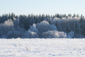 Winter landscape with snowy field and frosty forest.