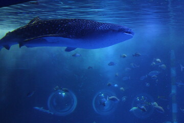 Fototapeta premium Whale shark swimming in an aquarium