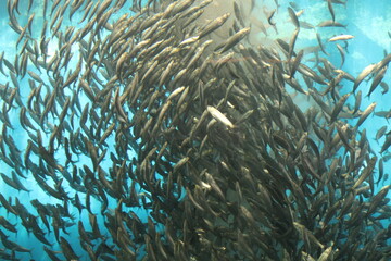 Fototapeta na wymiar A school of fish swimming in an aquarium