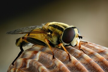 macro of a fly