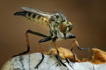 macro of a fly