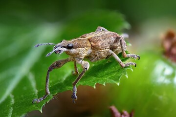 macro of a bug on a leaf