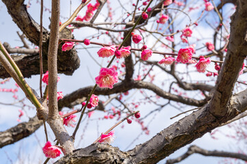 大阪城の梅林、名古屋紅梅