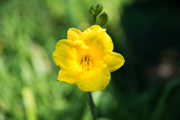 Obraz premium Isolated Yellow Flower