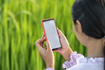 pregnant mother holds mobile phone in her hand and takes photos of rice field to check productivity from her family's rice farm. Agricultural Product Inspection Concept with Technology and Application