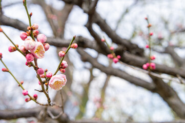 大阪城の梅林、紅梅