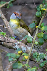 A Rufous-browed Peppershrike also know as Pitiguari perched on the branches of a tree. Species Cyclarhis gujanensis. Animal world. Birdwatching.  Birding.