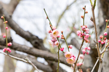 大阪城の梅林、紅梅