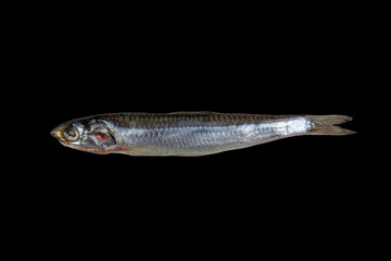 salted fish european anchovy isolated on a black background