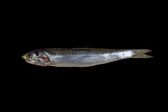 salted fish european anchovy isolated on a black background