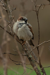 Passer domesticus. House sparrow