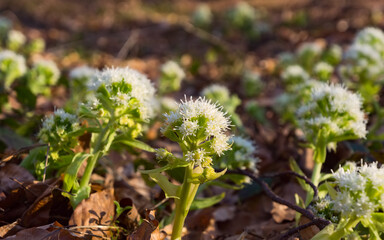 Blooming butterbur (Petasites, Coltsfootsin) in the spring forest. Medicinal plant in natural habitat