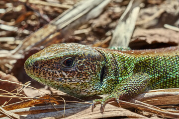 Sand lizard close-up. Portrait of a reptile