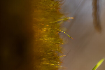 Macrofotografia de musgos